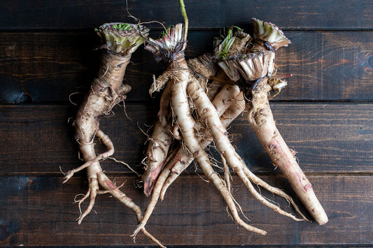 The health benefits of Dandelion Root: The nutrient-dense, powerhouse medicinal herb since ancient times.